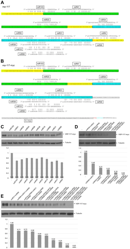 miRNA-mediated regulation of VSP-117 expression.