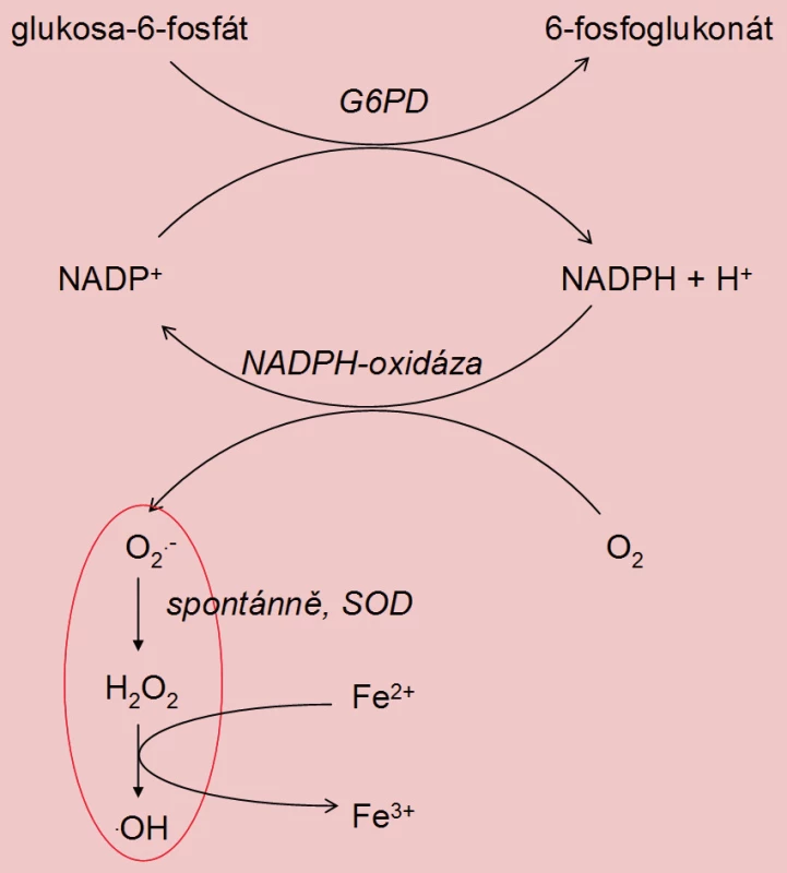 Vznik ROS v cytoplazmatických inkluzích spermií s abnormální morfologií (G6PD – glukóza-6-fosfátdehydrogenáza, SOD – superoxiddismutáza).