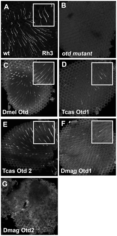 <i>In vivo</i> rescue of Rh3 opsin expression in <i>Drosophila orthodenticle</i> mutant background.