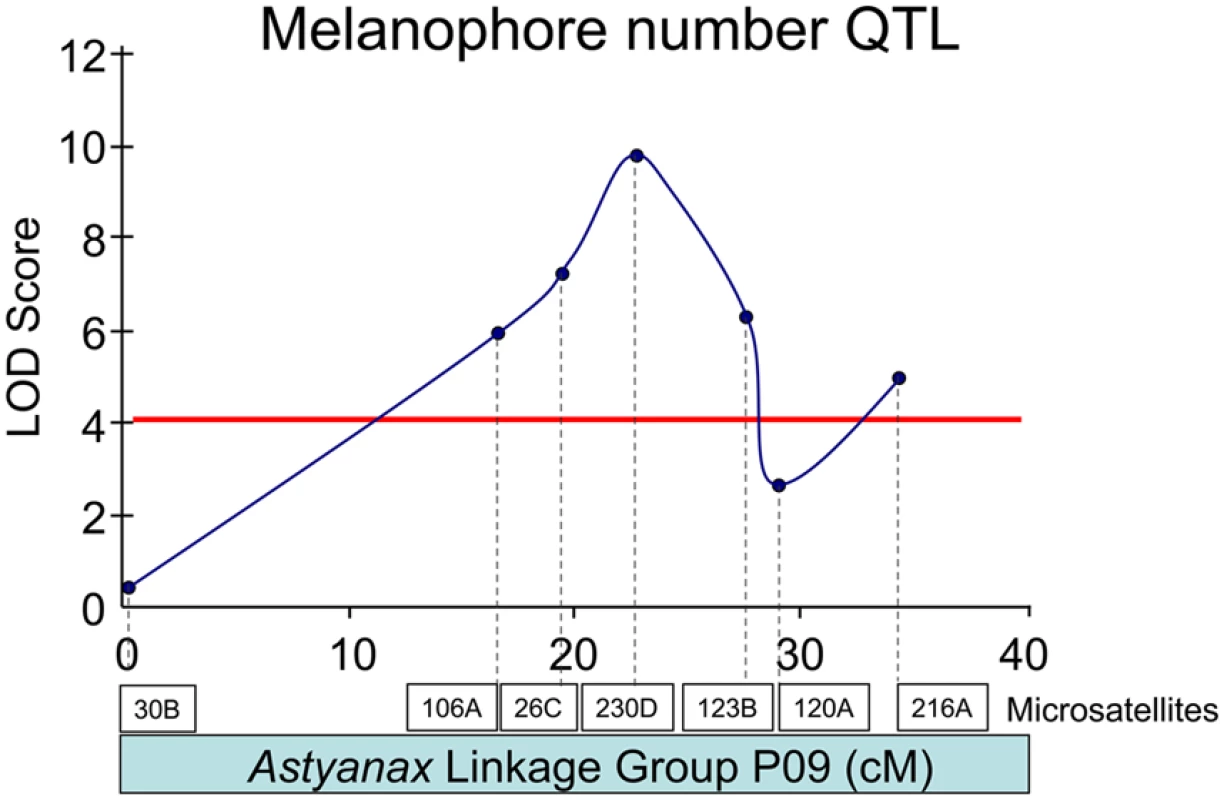 A melanophore number QTL resides on <i>Astyanax</i> linkage group P09.