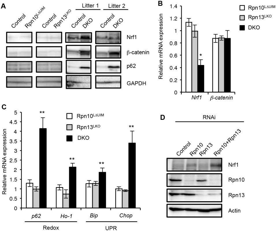 Synthetic effect of Rpn10-UIM and Rpn13 deletion on degradation of ubiquitinated proteins and cellular stress.