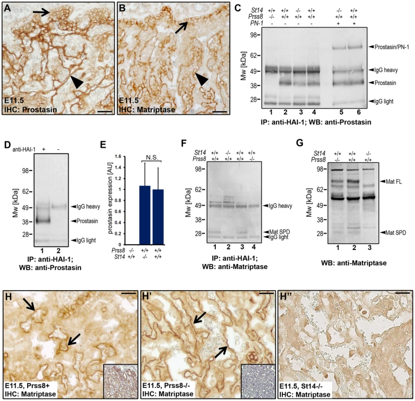 Prostasin is required for the activation of matriptase during placental differentiation.