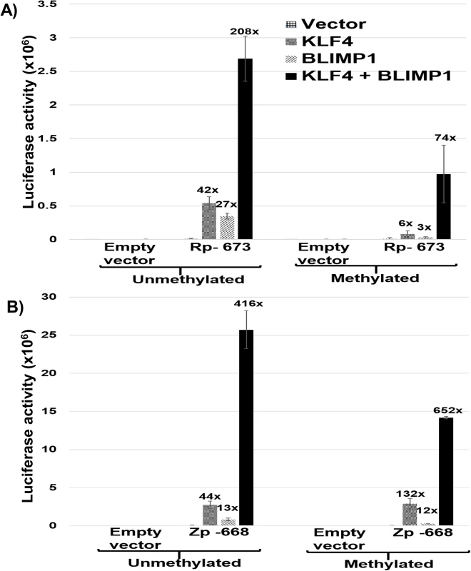KLF4 synergizes with BLIMP1 to activate both Rp and Zp, irrespective of the promoter methylation state.