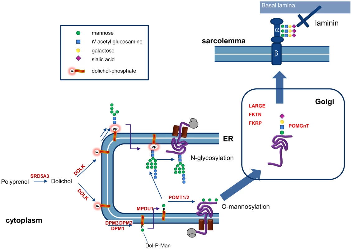 Involvement of dolichol kinase (DOLK) in N-glycosylation and O-mannosylation in the ER.