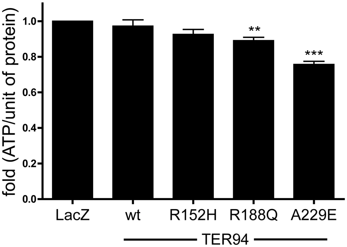 Expression of TER94 IBMPFD mutants reduces cellular ATP level.