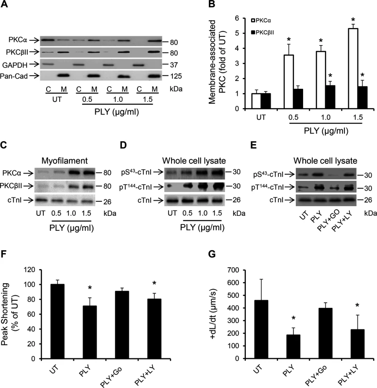 PLY activates the PKCα-cTnI axis in HL-1 cardiomyocytes to depress contractility.
