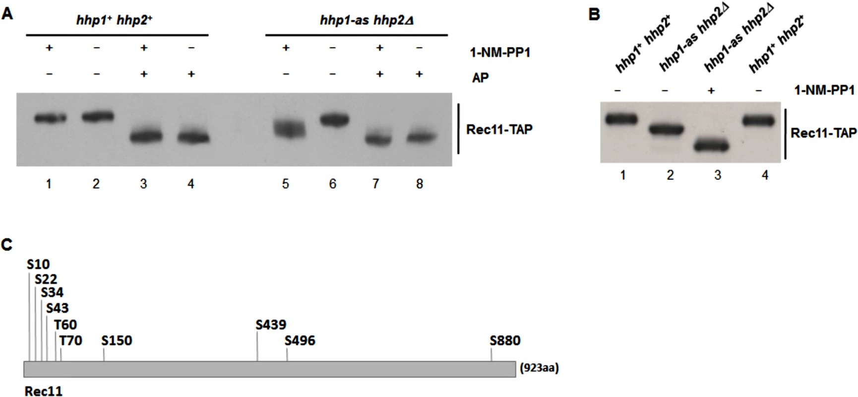 Rec11 is phosphorylated during meiosis, at least partially dependent on Hhp.