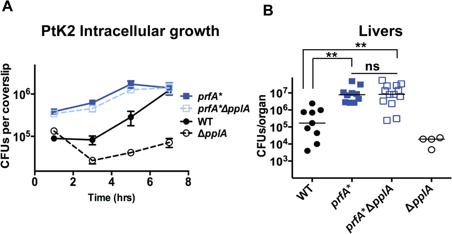 Constitutive activation of <i>prfA</i>* rescues virulence defects associated with loss of pPplA pheromone.