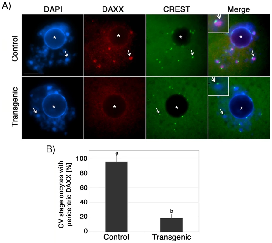 ATRX is required to recruit the transcriptional regulator (DAXX) to pericentric heterochromatin in mammalian oocytes.