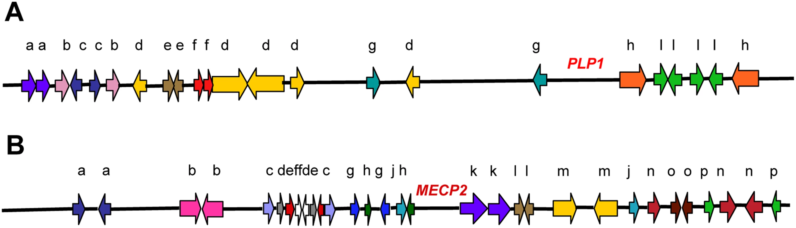 In silico analyses revealed complex genomic architecture in regions of nonrecurrent rearrangement.