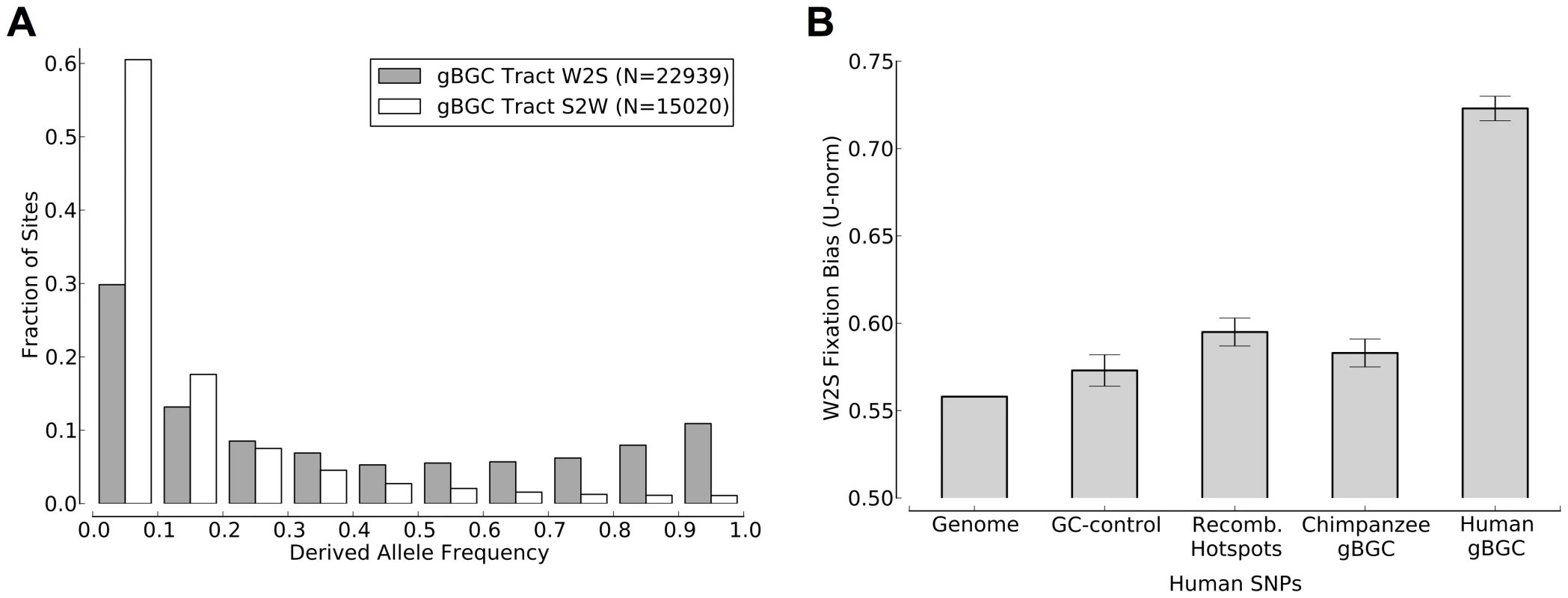 Human polymorphism data indicates an ongoing preference for the fixation of G and C alleles in the predicted gBGC tracts.