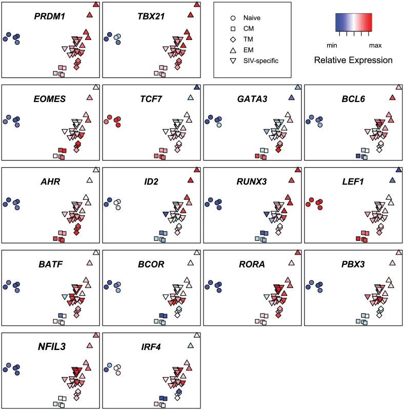 Principal component analysis heat maps of transcription factor expression profiles from SIV-specific MHC tetramer-sorted CD8<sup>+</sup> T cells from animals vaccinated with SIVΔnef, and sorted naïve and memory CD8<sup>+</sup> T cells.