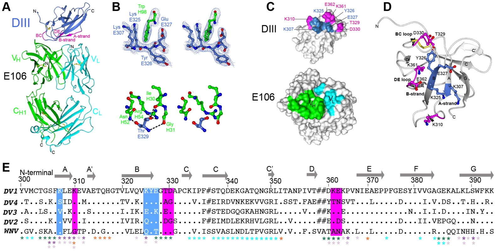 Crystal structure of E106 Fab in complex with DENV-1 E DIII.