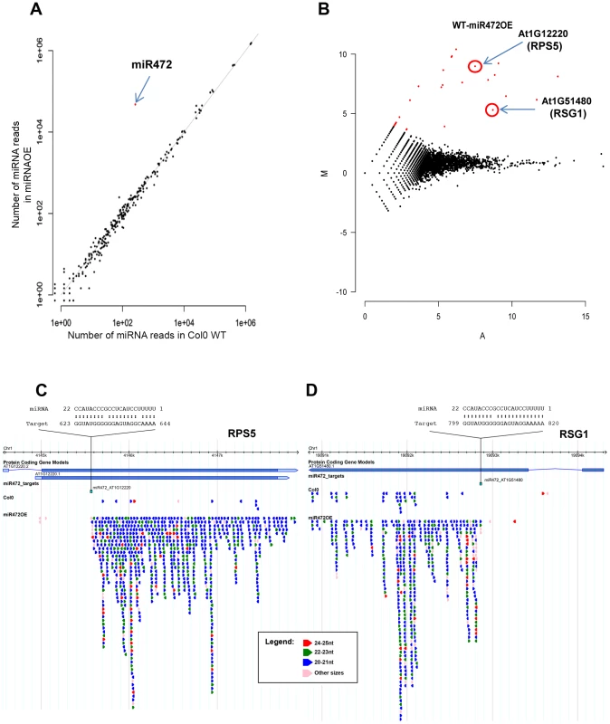 Overexpression of miR472 drastically enhances the accumulation of secondary siRNAs at multiple CNL transcripts.