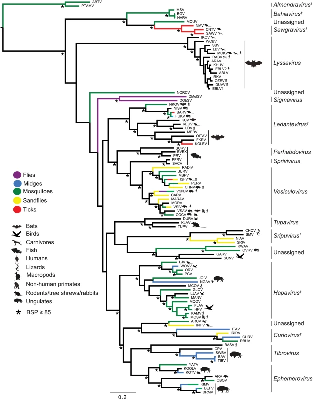 ML phylogenetic tree of 100 rhabdovirus L protein sequences.