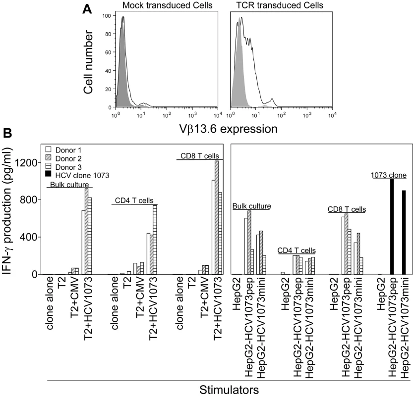 Antigen recognition by HCV TCR 1073-transduced PBLs.