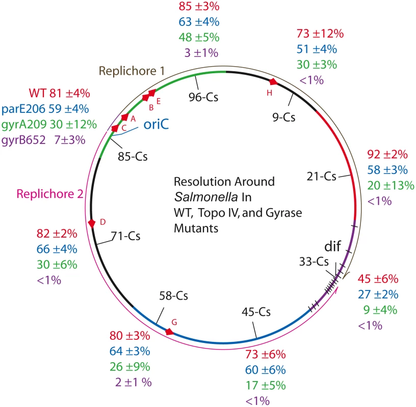 Resolution efficiencies in the <i>Salmonella</i> chromosome decline in strains carrying TS mutations in gyrase and Topo IV, even when cells are grown at permissive temperature (30°).