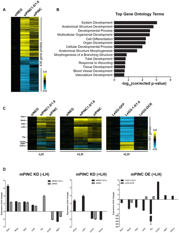 Microarray identifies potential targets of <i>mPINC</i> in HC11 cells.