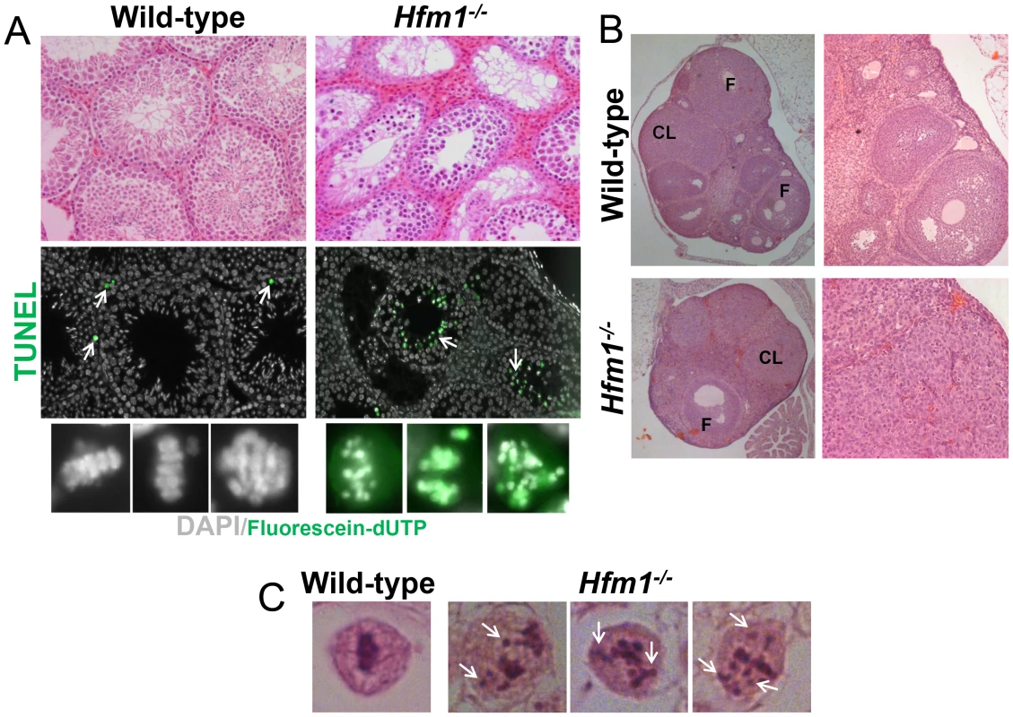 <i>Hfm1<sup>−/−</sup></i> mice show profound defects in gametogenesis.