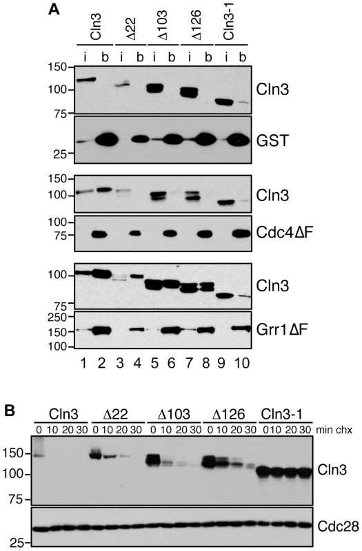 Cln3 interacts with Cdc4 and Grr1.