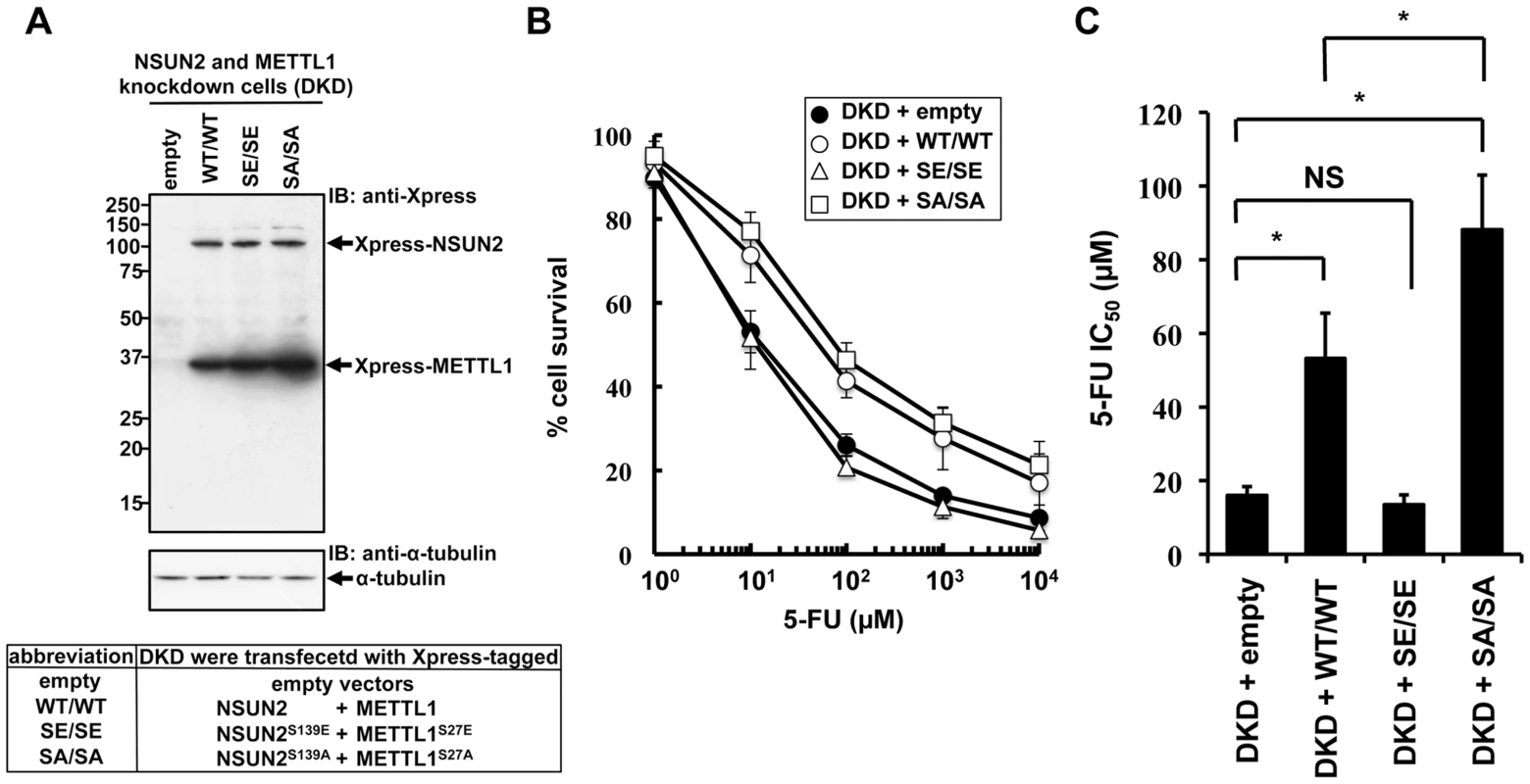Effects of co-expression of NSUN2 and METTL1 on the cytotoxic effects of heat stress and 5-FU in NSUN2 and METTL1 knockdown cells.