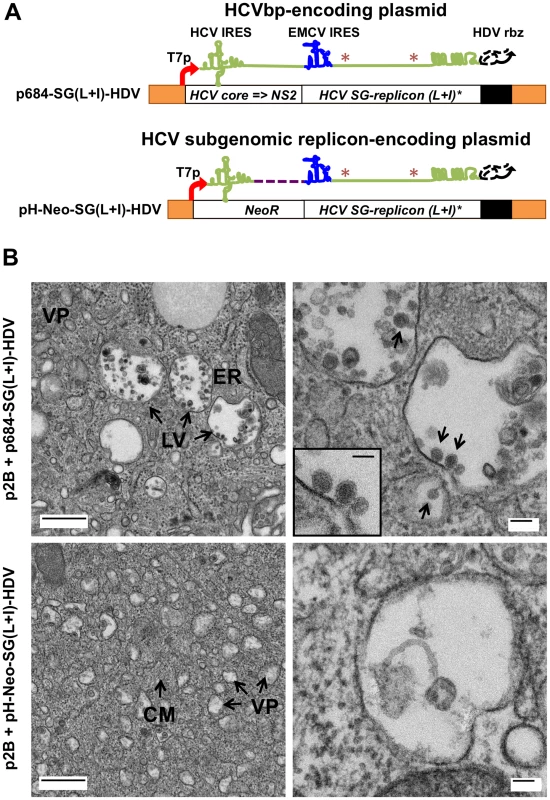BHK-WNV cells assemble HCV bicistronic particles.