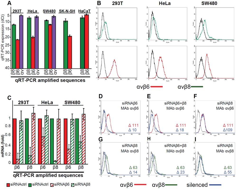 Expression of αvβ6- and αvβ8-integrins in epithelial 293T, HeLa, SW480, SK-N-SH and HaCaT cell lines and silencing by siRNA.