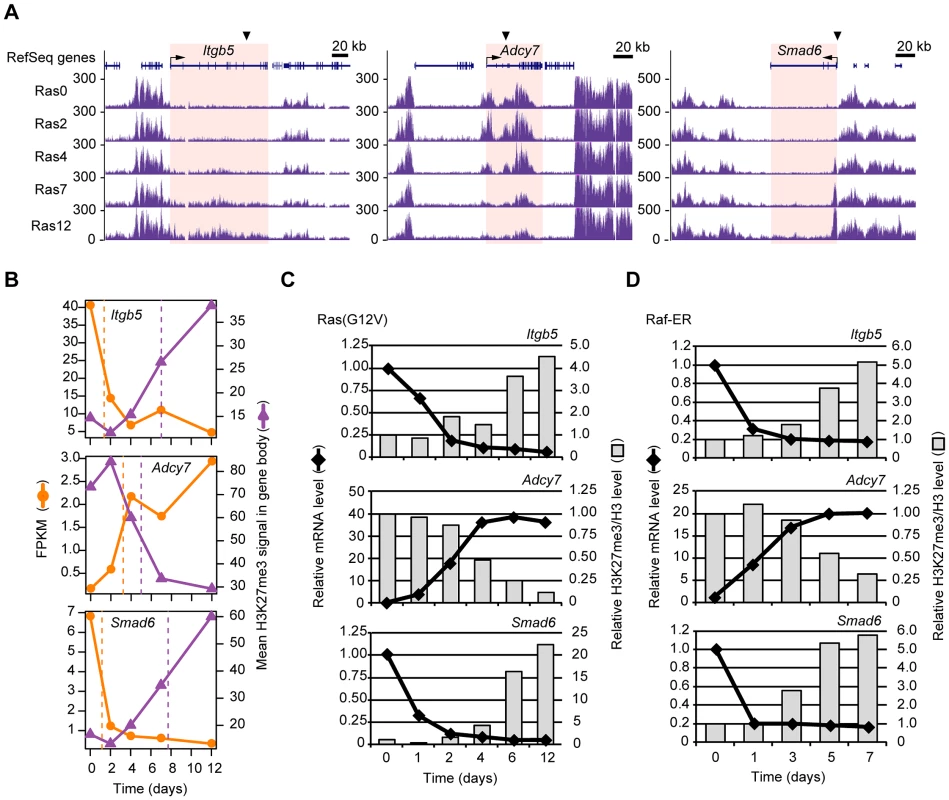 Validation of the temporal sequence of changes in gene expression and H3K27me3 level induced by Ras signaling.