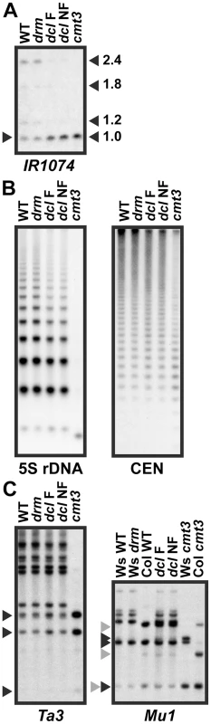 5meC levels are reduced at a subset of CMT3 target loci in <i>pai1 dcl2 dcl3 dcl4</i>.