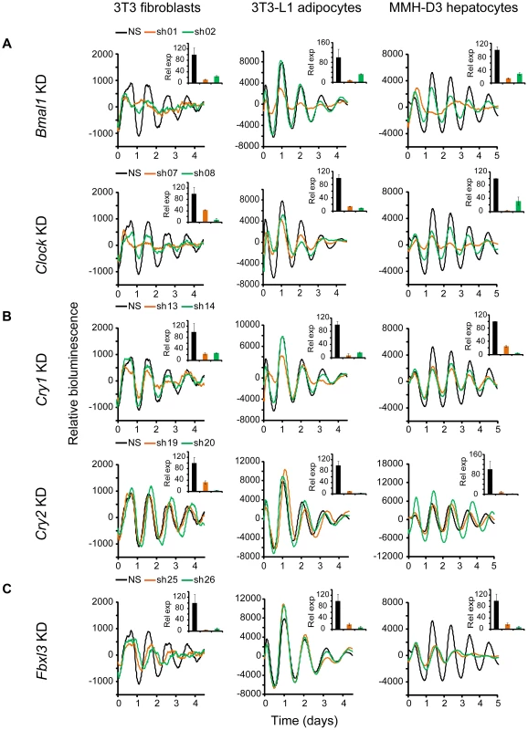 Knockdowns of <i>Bmal1</i>, <i>Clock</i>, <i>Cry1</i>, <i>Cry2</i>, and <i>Fbxl3</i> lead to cell type-ubiquitous circadian phenotypes.
