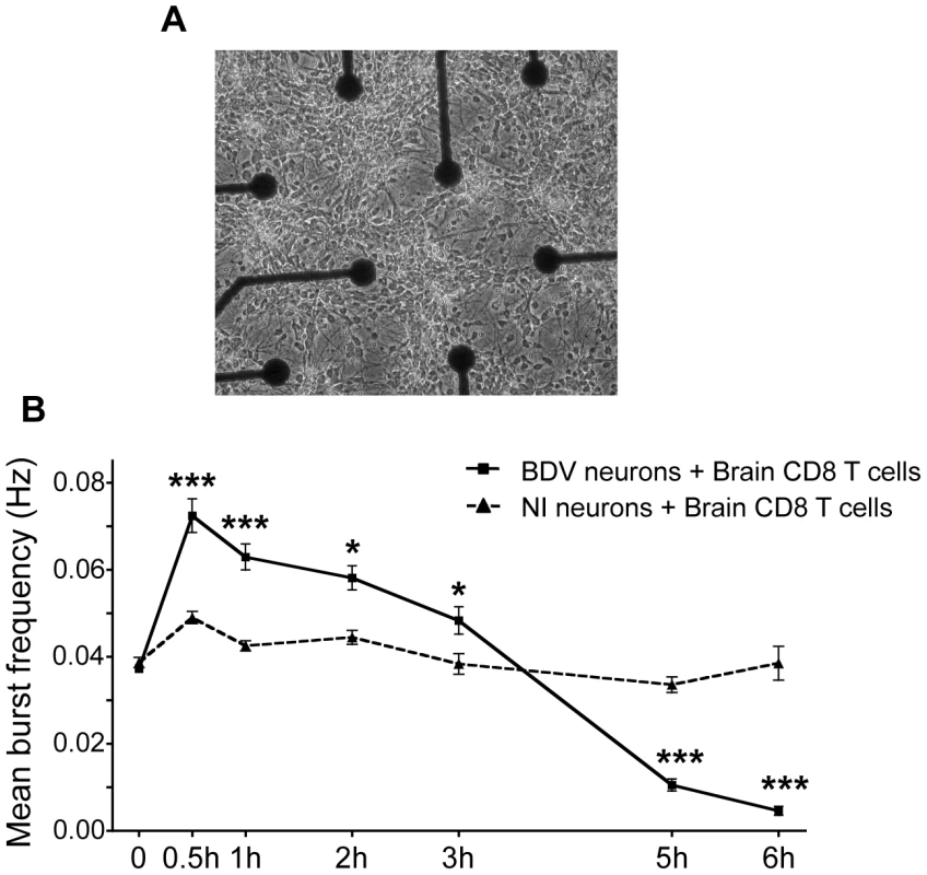 Analysis of electrical properties of neurons upon contact with brain CD8 T cells.