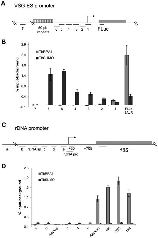 Chromatin upstream of active <i>VSG</i>-ES promoter is highly enriched for SUMOylated proteins.
