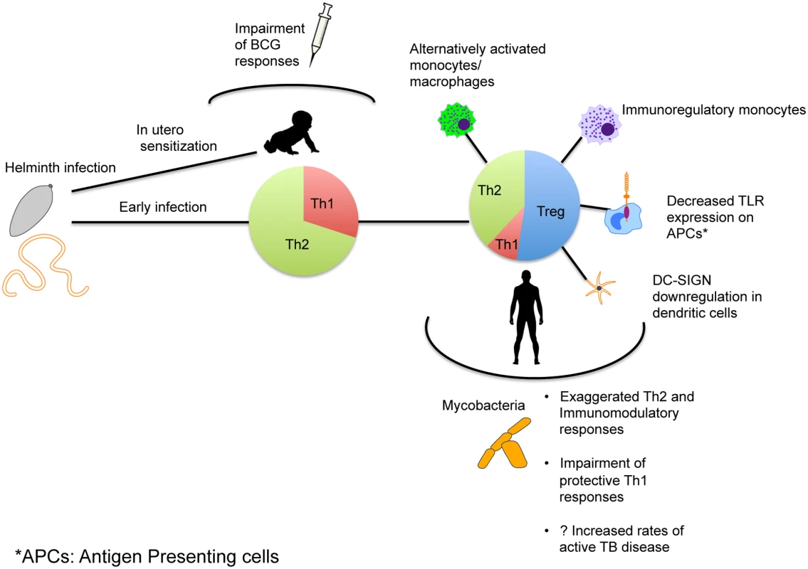 Mechanism of immune modulation caused by helminth infections affecting immune responses and susceptibility to TB.