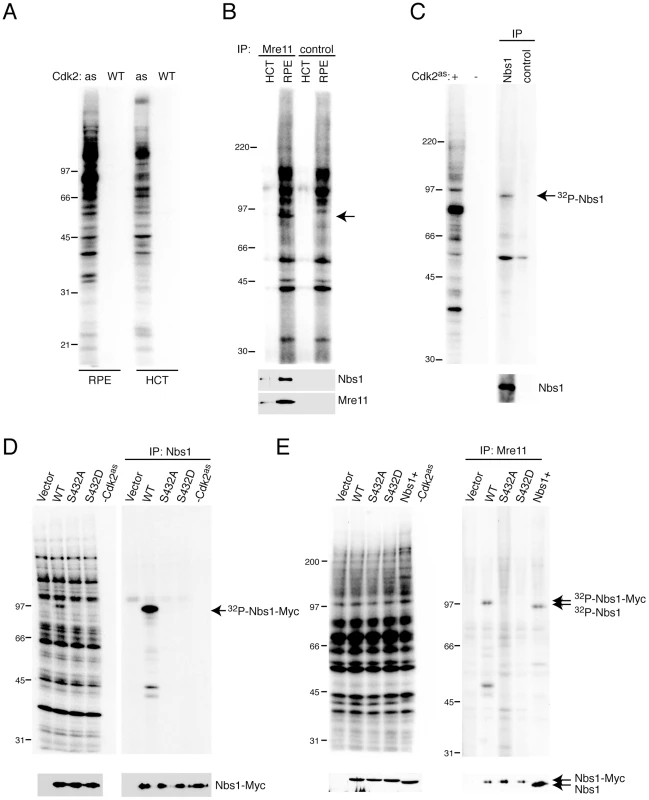 Nbs1 is phosphorylated by Cdk2 on Ser432 in human whole-cell extracts.