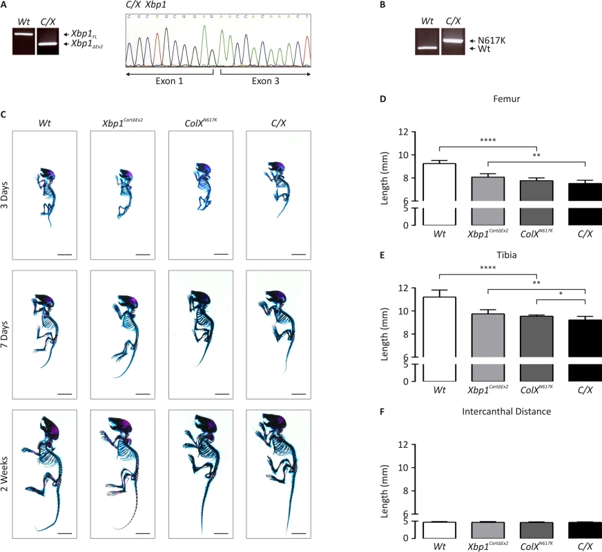 Genetic and morphometric characterization of <i>C/X</i> mice.