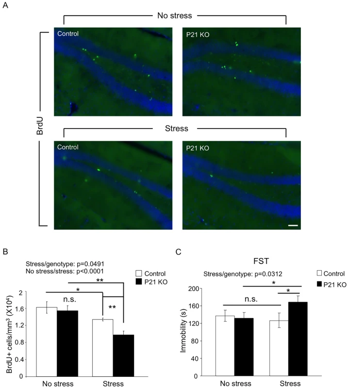 Adult Hap1 expression reduces the stress-induced defective neurogenesis in the hippocampus and depressive-like behavior.