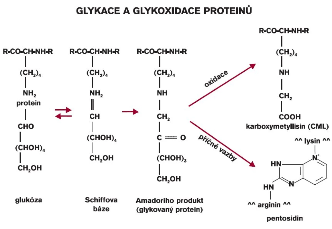 Neenzymová glykace proteinů a tvorba pokročilých produktů glykace.