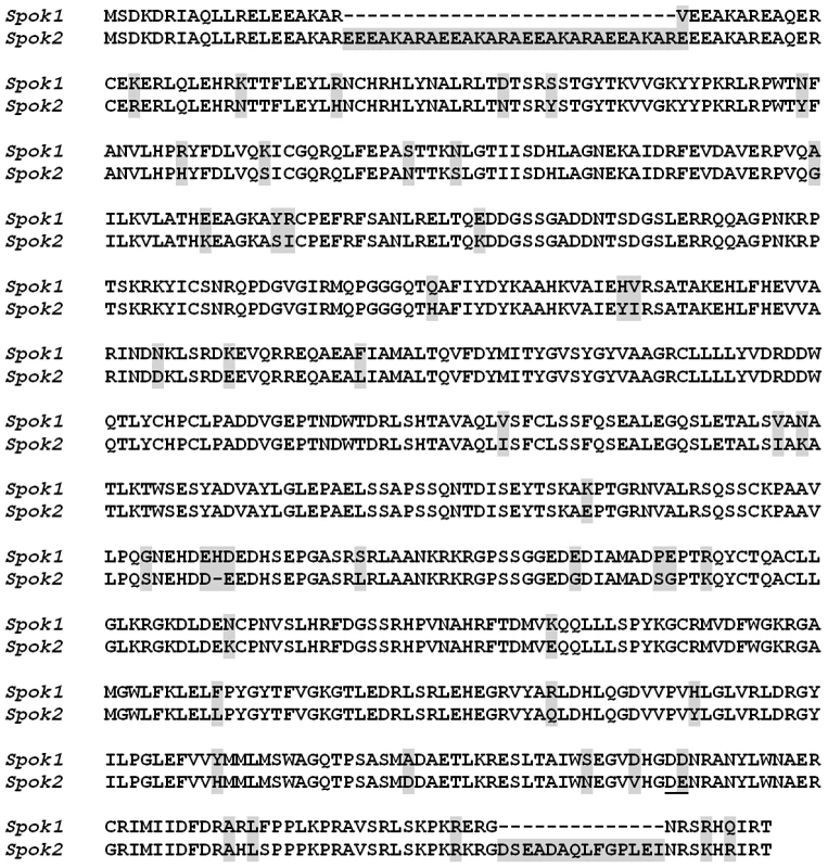 Comparison of Spok1 and Spok2 protein sequences.