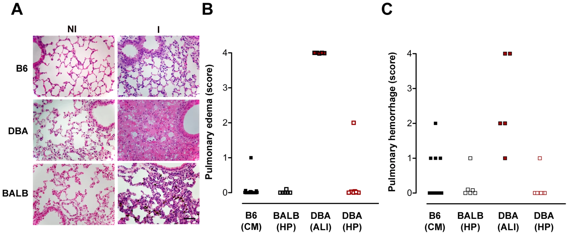 Infection of DBA/2 with <i>P. berghei</i> ANKA constitutes a rodent model for malaria-associated acute lung injury (ALI).