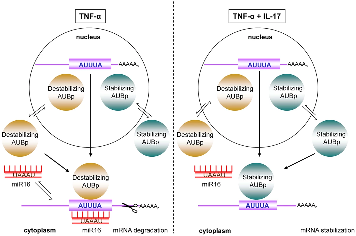 Model of IL-17 mediated regulation of ARE- mRNA expression by AUBps and miR16.