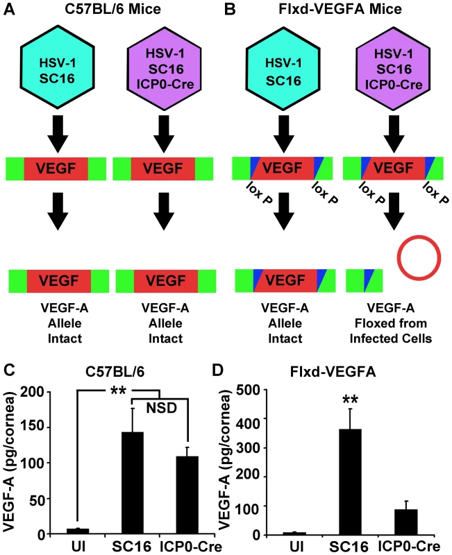 HSV-1 infected cells are the dominant source of VEGF-A during acute HSV-1 infection.