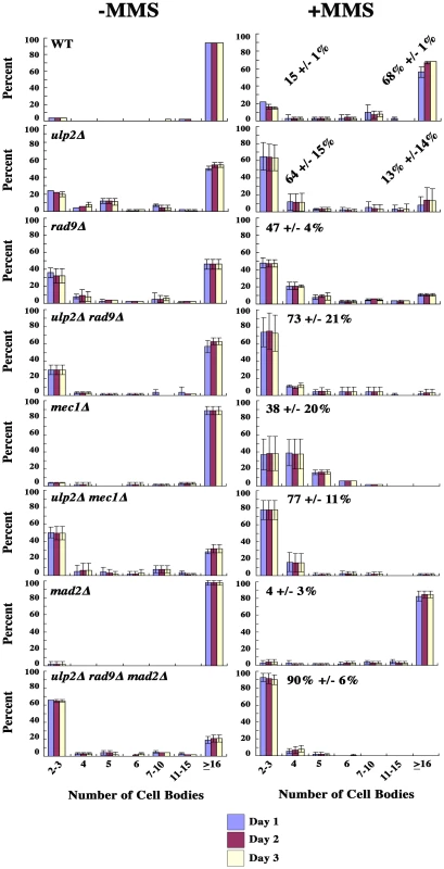 Microcolony analysis of MMS–treated <i>ulp2</i>Δ <b>mutants.</b>
