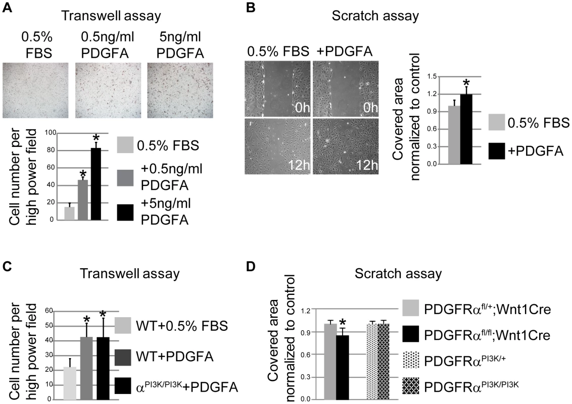 PDGFRα controls chemotaxis and cell motility.