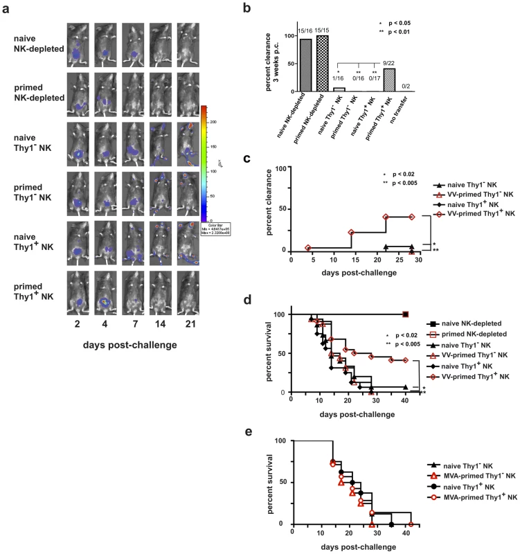 Innate immune protection against a vaccinia virus challenge is conferred on naïve RAG1<sup>ko</sup> mice by the adoptive transfer of primed Thy1<sup>+</sup> liver-resident NK cells.