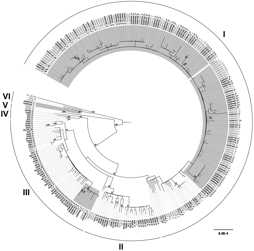 Maximum likelihood genealogy of the <i>D. melanogaster</i> mtDNA in the DGRP and DPGP strains.