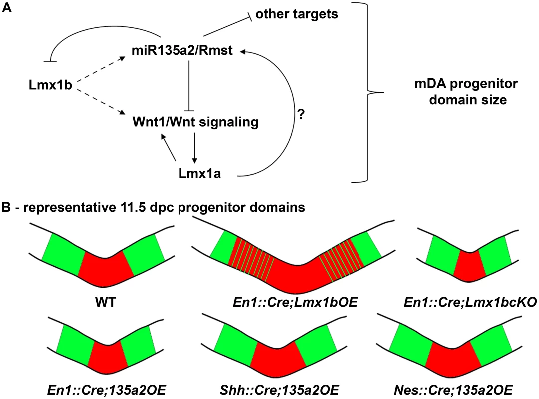 Opposing effects of <i>Lmx1b</i> and <i>miR135a2</i> on dopamine progenitor allocation.