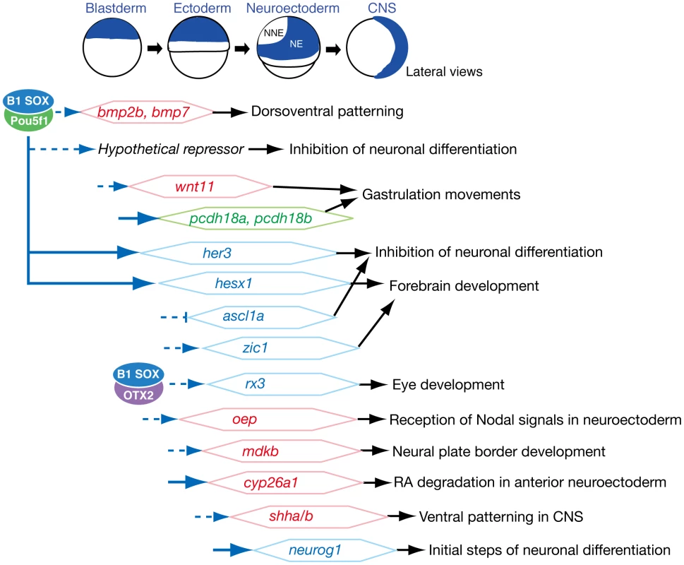 Summary of embryonic stage-dependent target gene regulation by B1 SOX.