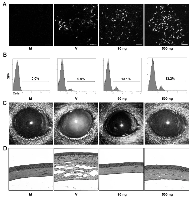 Adenoviral genomic DNA is not sufficient to induce keratitis in mice.