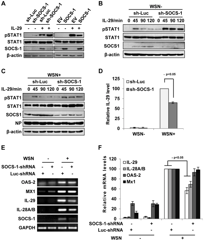 Inhibition of cytokine-mediated STAT1 activation by SOCS-1 contributes to overproduction of IFN-λ during IAV infection.