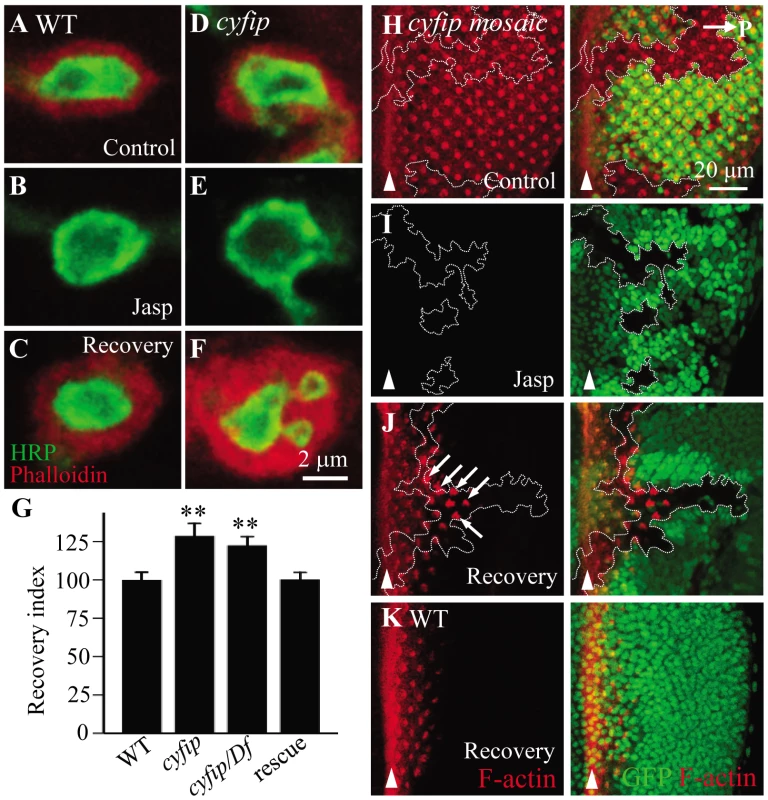 New F-actin assembly is enhanced in <i>cyfip</i> mutants.